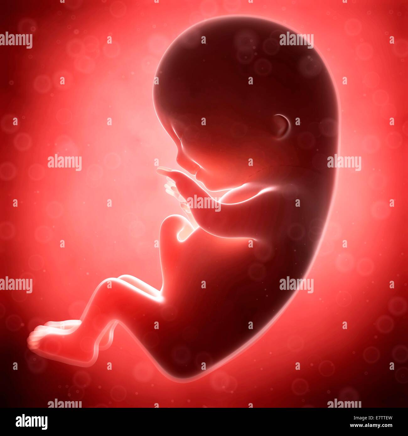 Desarrollo Fetal Humano Mes 3 Equipo De Ilustraciones Fotografía De Stock Alamy 0560