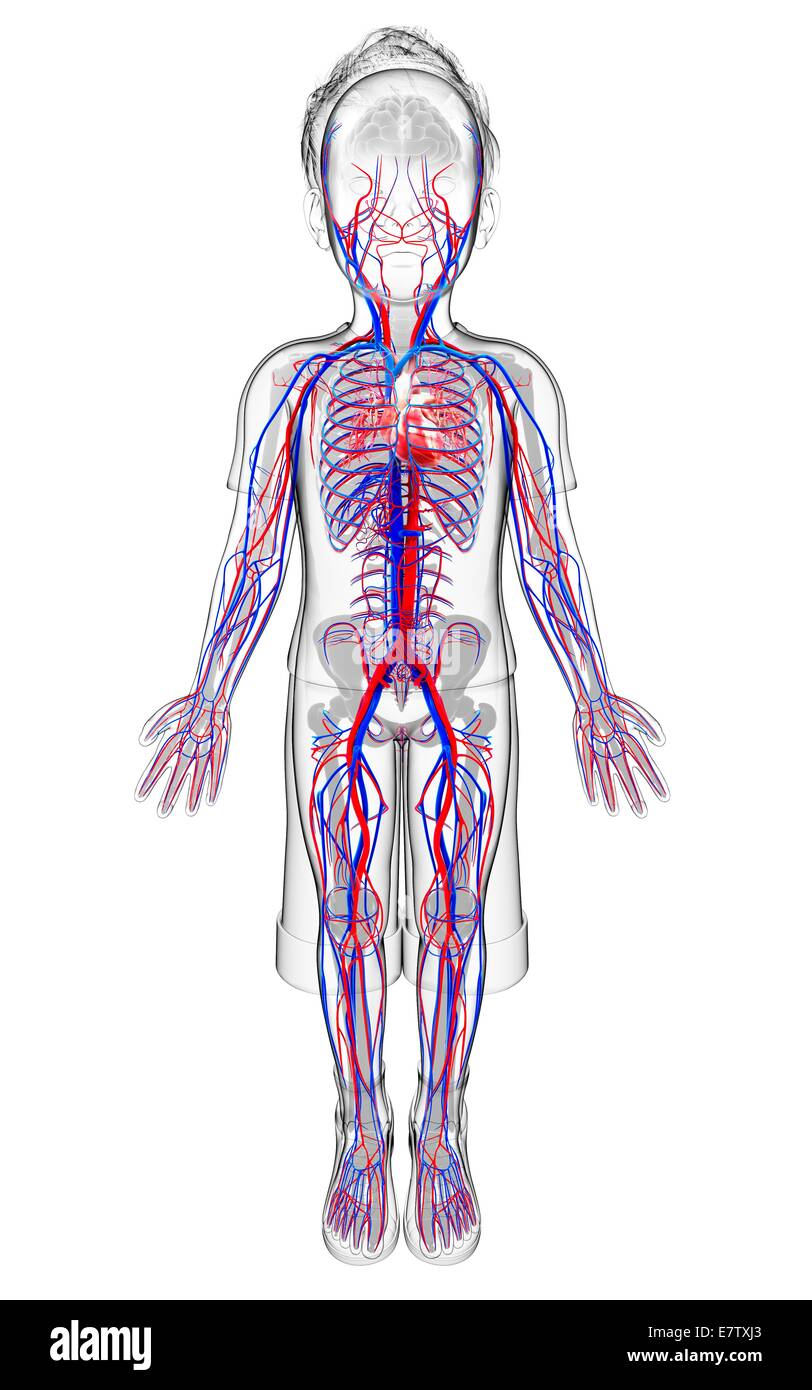 Sistema cardiovascular humano, equipo de ilustraciones. Foto de stock