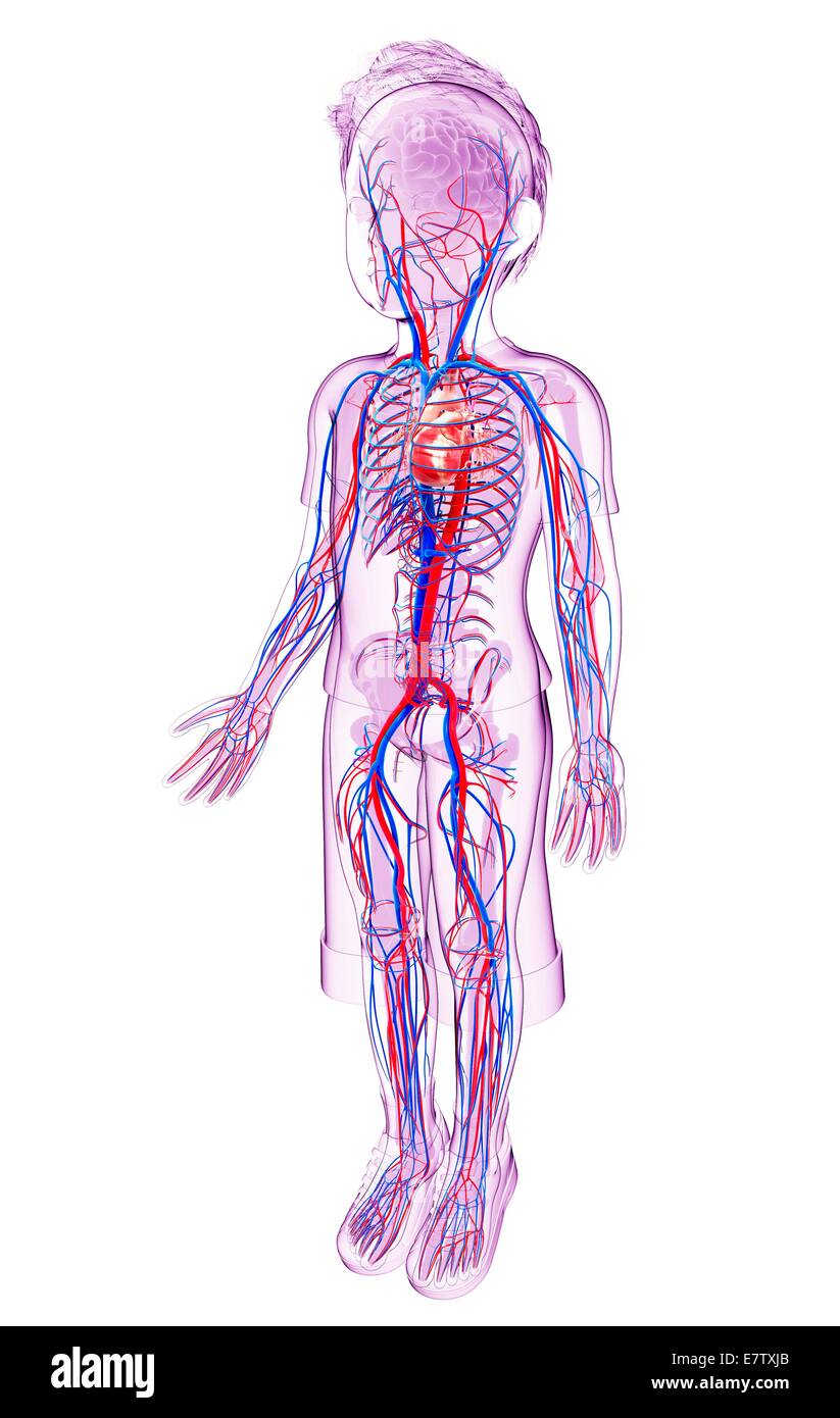 Sistema cardiovascular humano, equipo de ilustraciones. Foto de stock