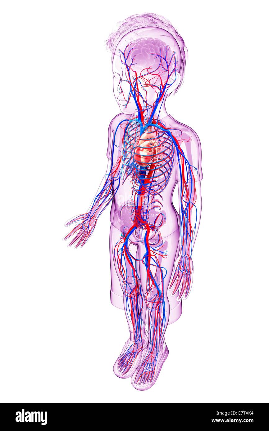 Sistema cardiovascular humano, equipo de ilustraciones. Foto de stock