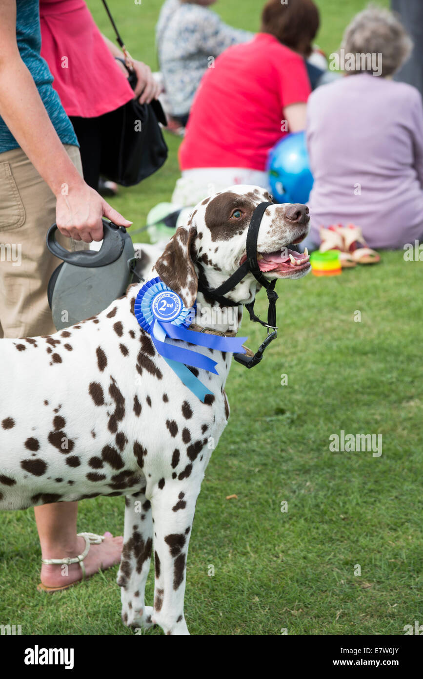 Gran perro moteado con premio Rosette collar en Derbyshire, Inglaterra Foto de stock