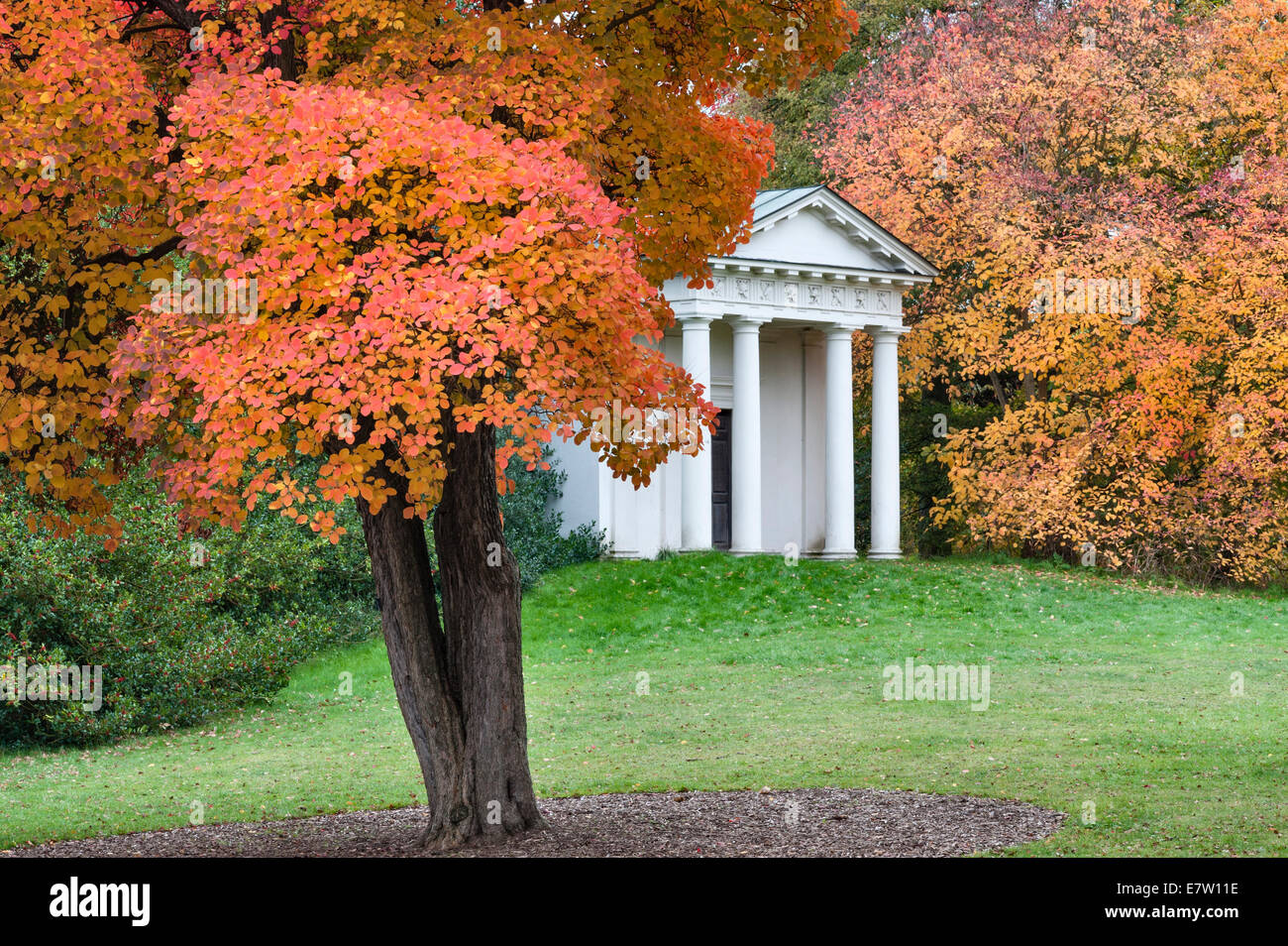 Royal Botanic Gardens, Kew. El Templo de Bellona en otoño, con un árbol smokewood Americana (cotinus obovatus 'Chittamwood') Foto de stock