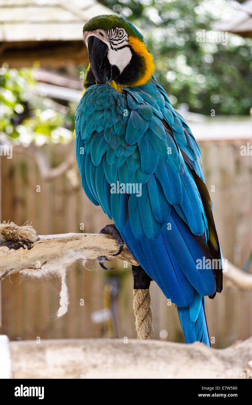 Gran Blue Parrot en la perca Foto de stock