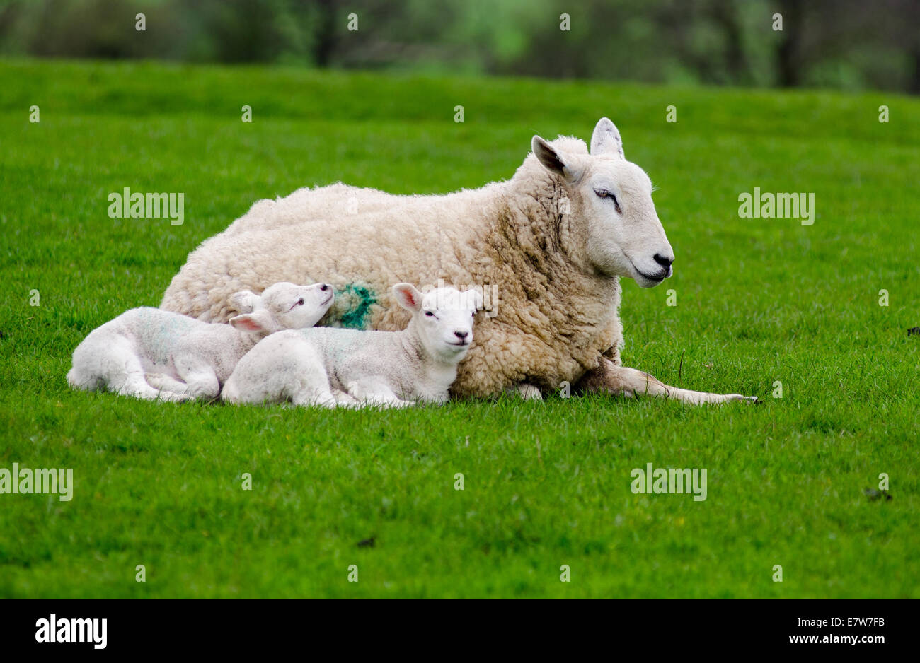 Lancashire oveja con dos corderos. Foto de stock