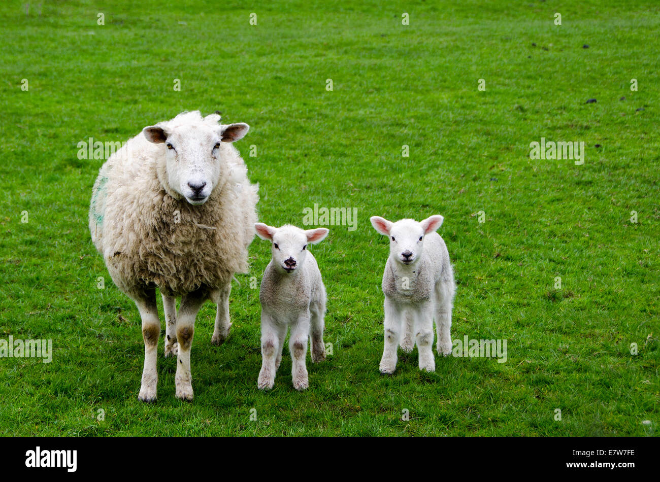 Lancashire oveja con dos corderos. Con espacio de copia. Foto de stock