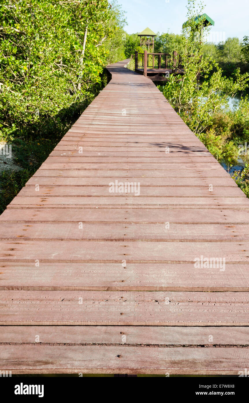 Puente de madera para el estudio de la naturaleza en los manglares en Sam Roi Yod, Tailandia Foto de stock