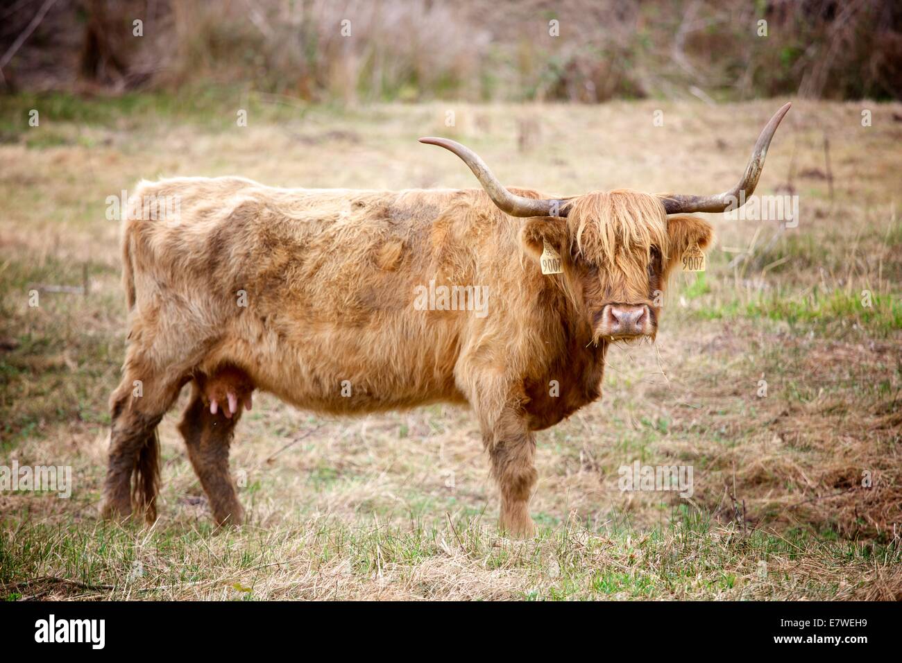 Scottish Highland ganado son conocidos por ser excepcionalmente resistente y fácil de cultivar. También son bellos animales! Foto de stock