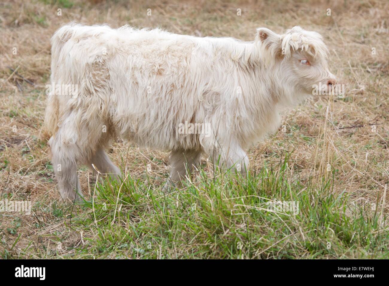Scottish Highland ganado son conocidos por ser excepcionalmente resistente y fácil de cultivar. También son bellos animales! Foto de stock