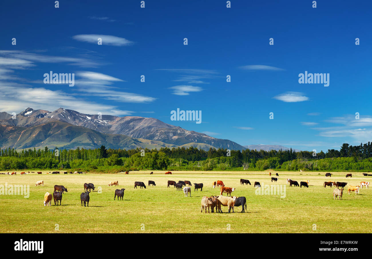 Nueva Zelanda paisaje con tierras de cultivo y pastoreo de vacas Foto de stock