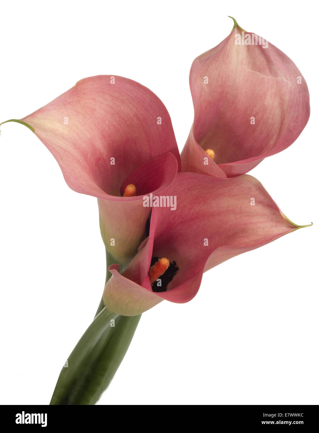 Flor de calas fotografías e imágenes de alta resolución - Alamy