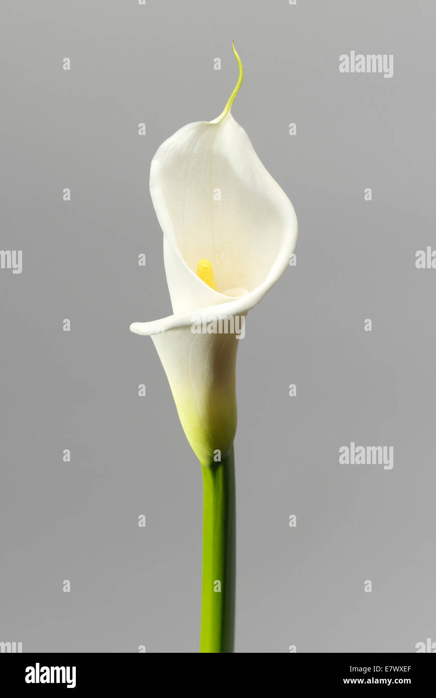 Flor de cala fotografías e imágenes de alta resolución - Alamy
