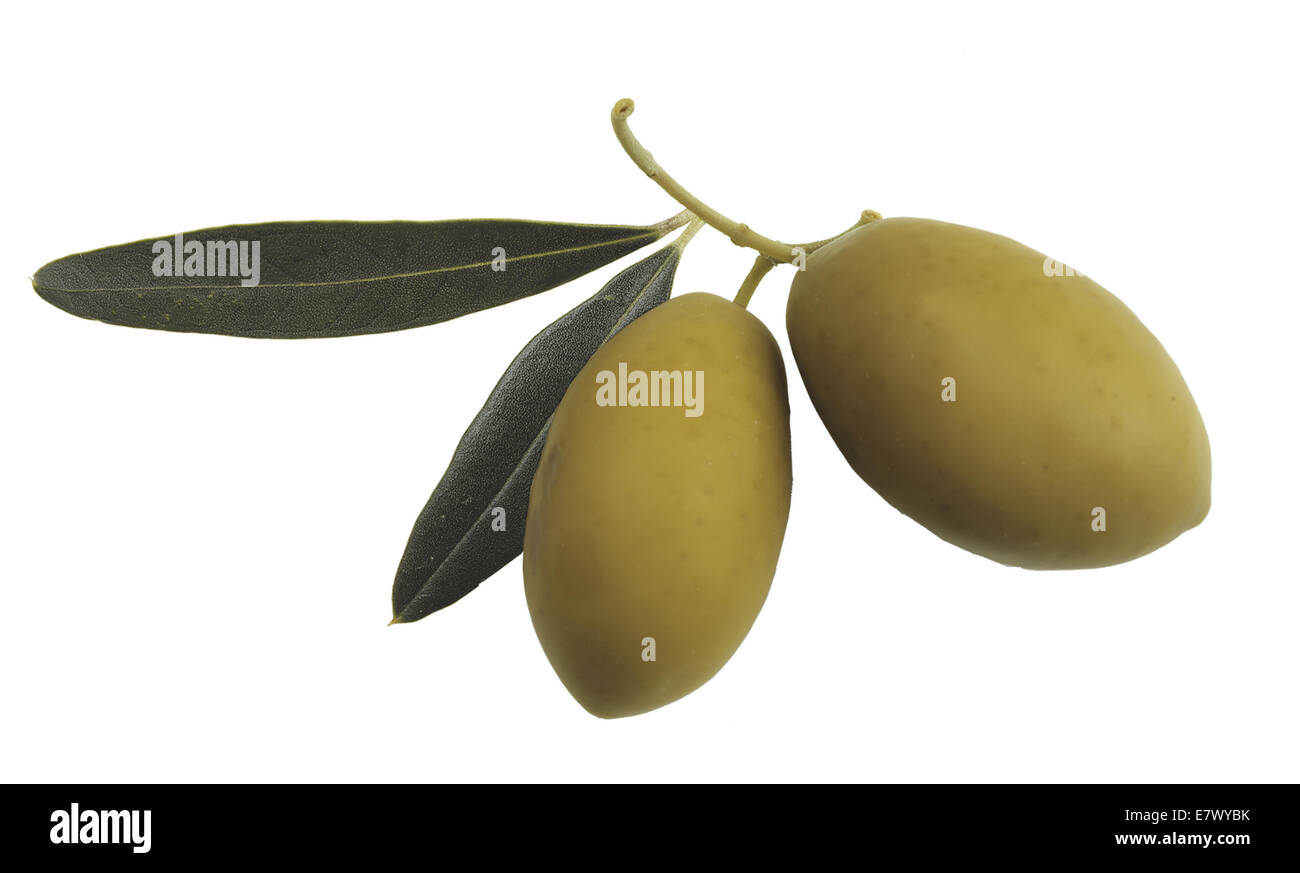 Las hojas de olivo y fondo blanco Fotografía de stock - Alamy