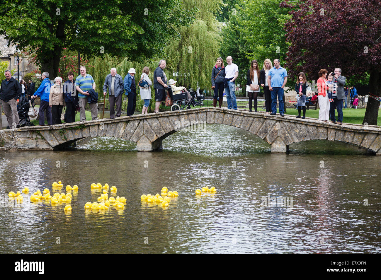 Carrera de patos en el río Windrush, Bourton-on-the-agua, Gloucestershire Foto de stock