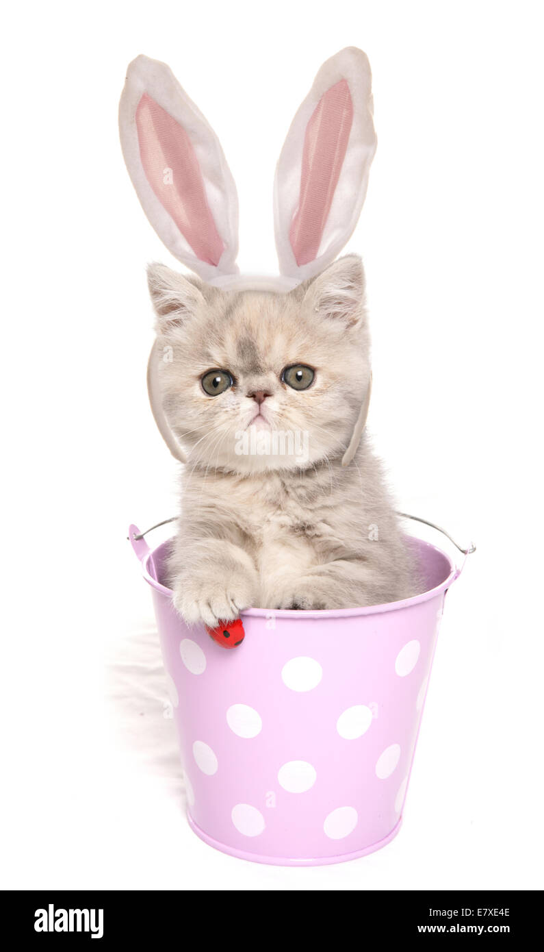 Gatito con orejas de conejo de Pascua el recorte Foto de stock