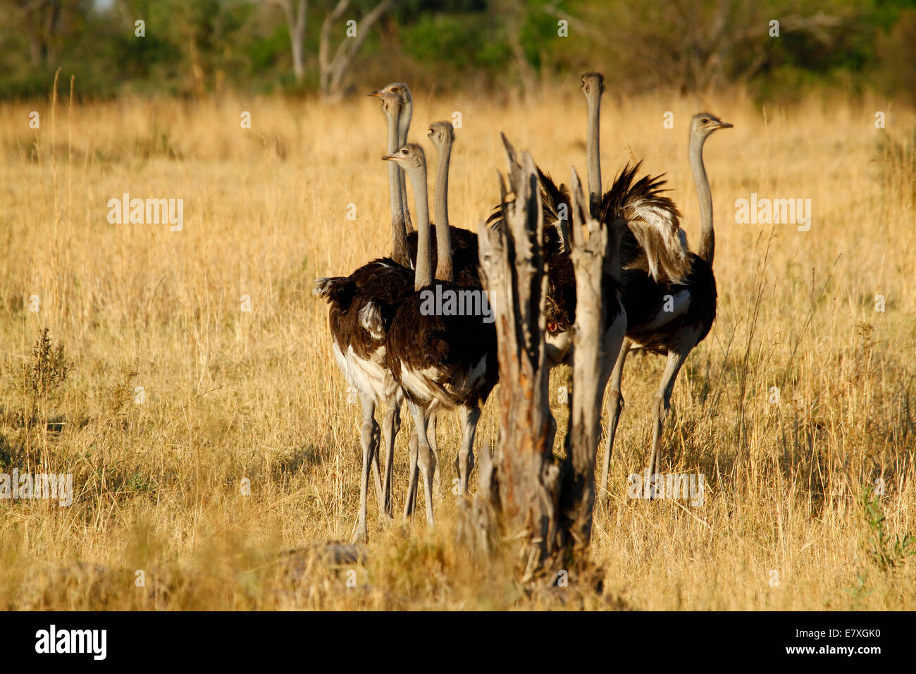 Juego de llanuras, avestruces en Moremi Parque Nacional Botswana África