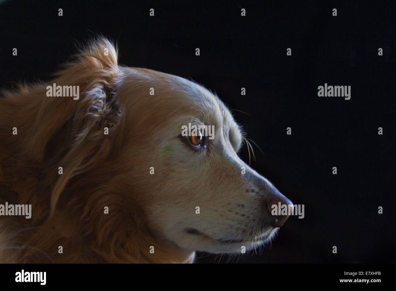 Perro de cerca Foto de stock