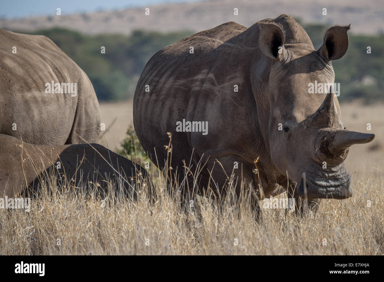 Rinocerontes negros pastar en Lewa Conservancy en el norte de Kenya.El Lewa Wildlife Conservancy sirve como un refugio para especies en peligro de extinción Foto de stock