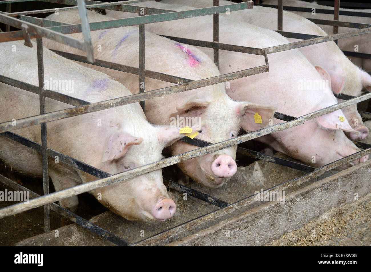 Los cerdos en una granja de cerdos, Overath-Heiligenhaus, Renania del Norte-Westfalia, Alemania Foto de stock