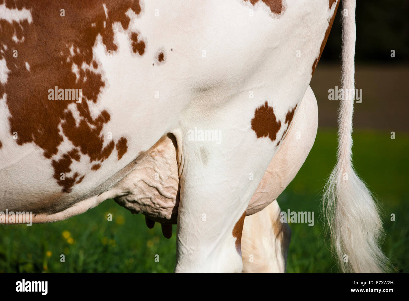 Ganado Holstein Rojo, ganado lechero, la ubre, Austria Foto de stock
