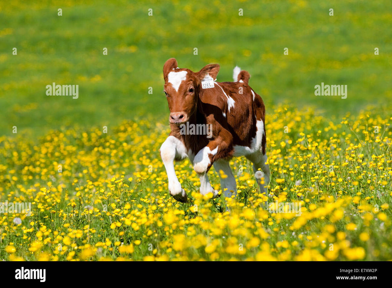 Ganado Holstein Rojo, la pantorrilla corriendo a través de una pradera de flores, en el norte del Tirol, Austria Foto de stock