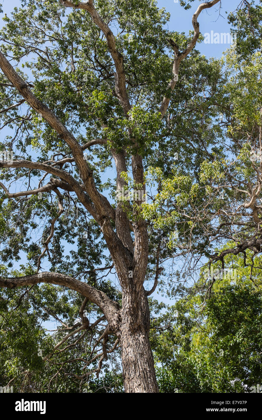 arbol caoba, mahogany significa caoba – Foto de Mahogany Springs, Bwindi  Impenetrable National Park - Tripadvisor