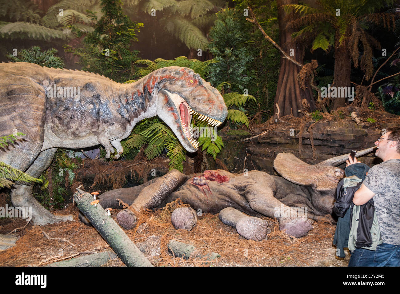 Los turistas cumplir T Rex / Tyrannosaurus rex en movimiento; modelo animatrónico tirano Rey exhibición de dinosaurios, Eden Project. Cornwall UK Foto de stock