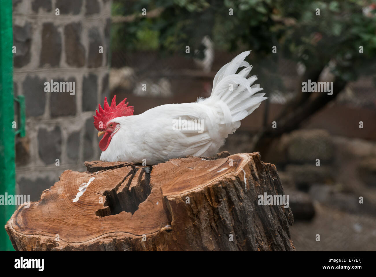 Gallo Blanco durmiendo sobre un tronco de madera Fotografía de stock - Alamy