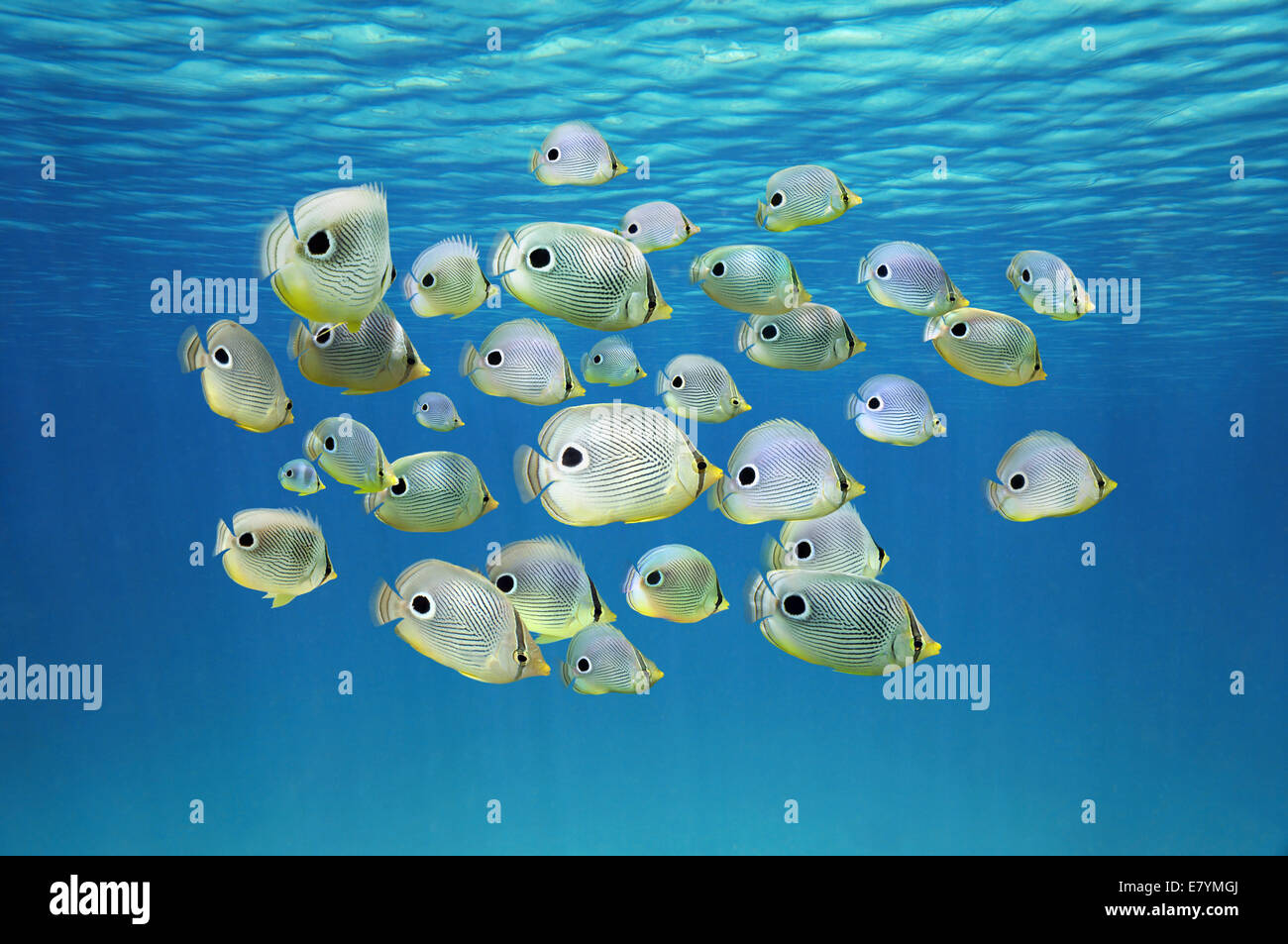 Escuela de peces tropicales, cuatro ojos Butterflyfish bajo la superficie del agua, mar Caribe Foto de stock
