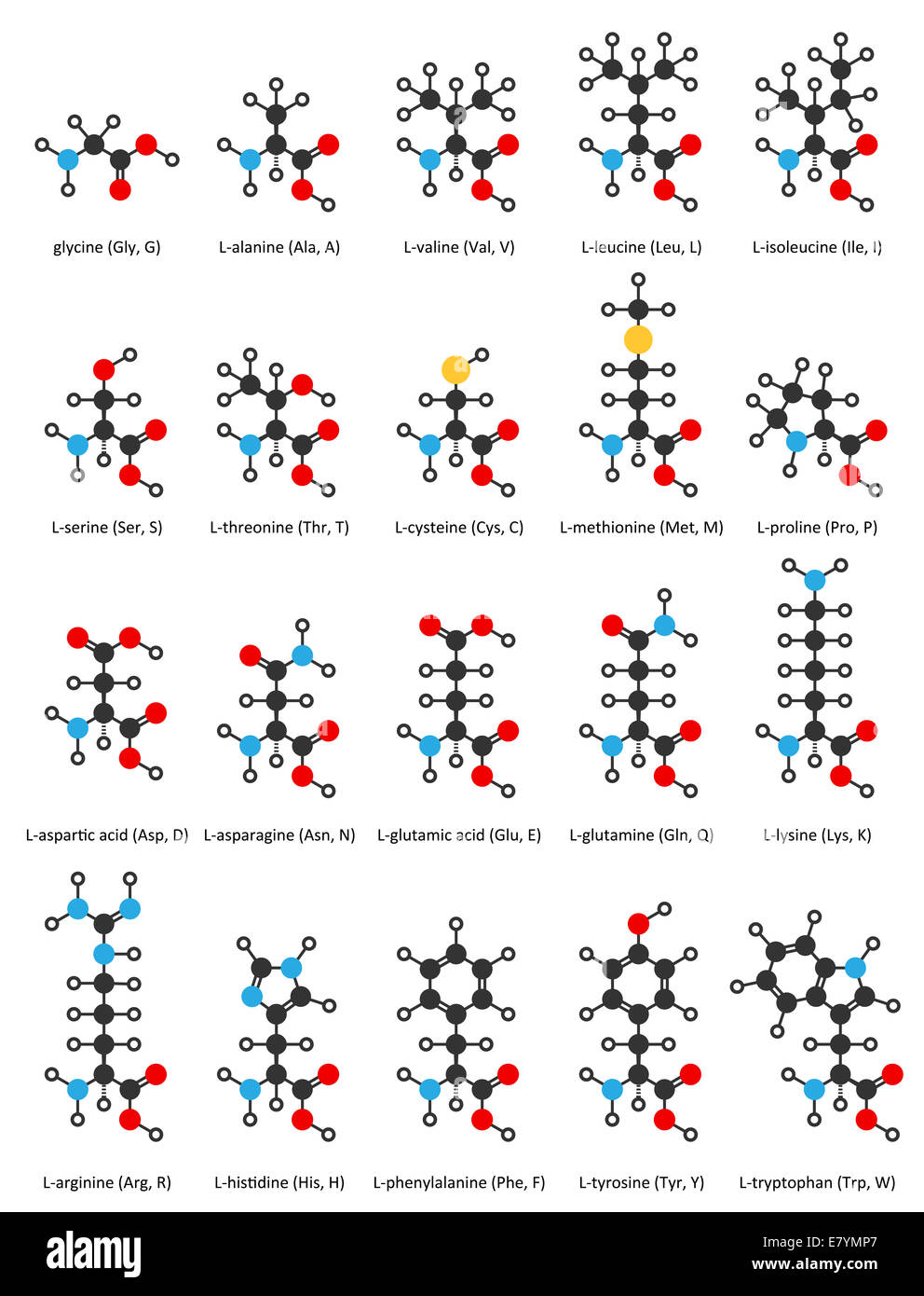 Los aminoácidos, estructuras químicas: glicina, alanina, valina, leucina,  isoleucina, treonina, serina, cisteína, metionina, prolin Fotografía de  stock - Alamy
