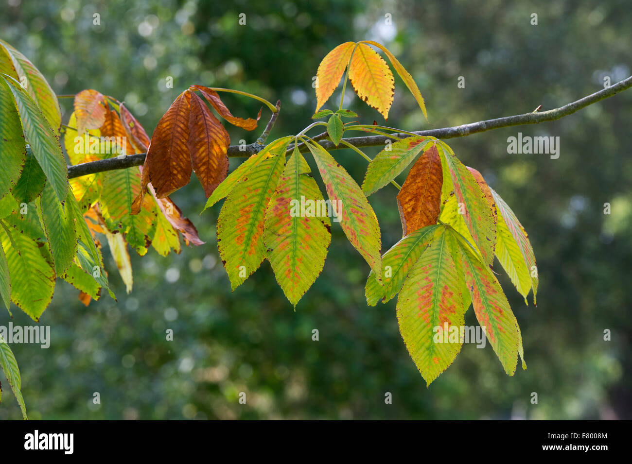árbol perdiendo hojas fotografías e imágenes de alta resolución - Alamy