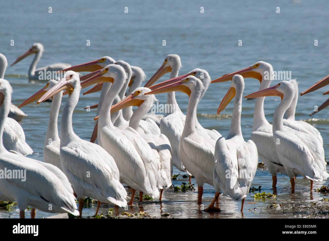 Bandada de pelícanos blancos americanos en Petatan, el lago de Chapala, México todos en busca de la misma manera Foto de stock