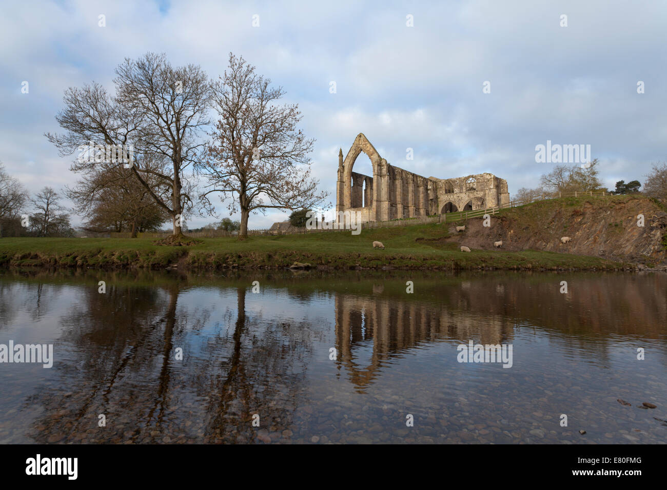 Bolton Abbey, el Priorato, cruzando el río al amanecer a principios de primavera con el pastoreo ovino Foto de stock