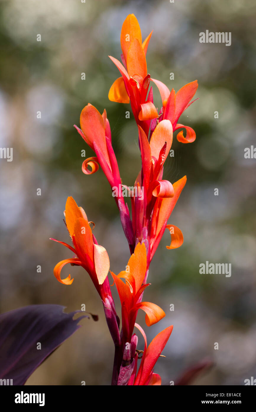 Flores muy atractivas de la Indian shot, Canna indica 'Purpurea' Foto de stock