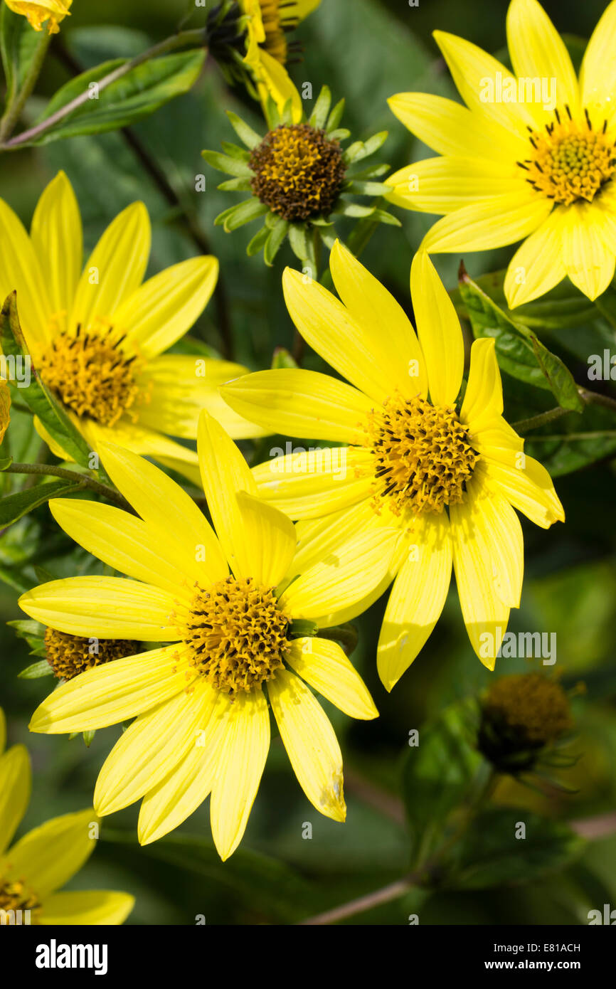 Girasol perenne fotografías e imágenes de alta resolución - Alamy