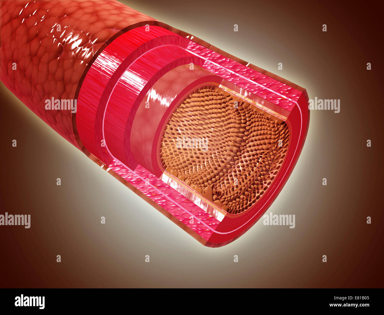 Vista de sección transversal microscópica del intestino delgado. El  intestino delgado es un tubo largo, altamente complicados en el tubo  digestivo sy Fotografía de stock - Alamy