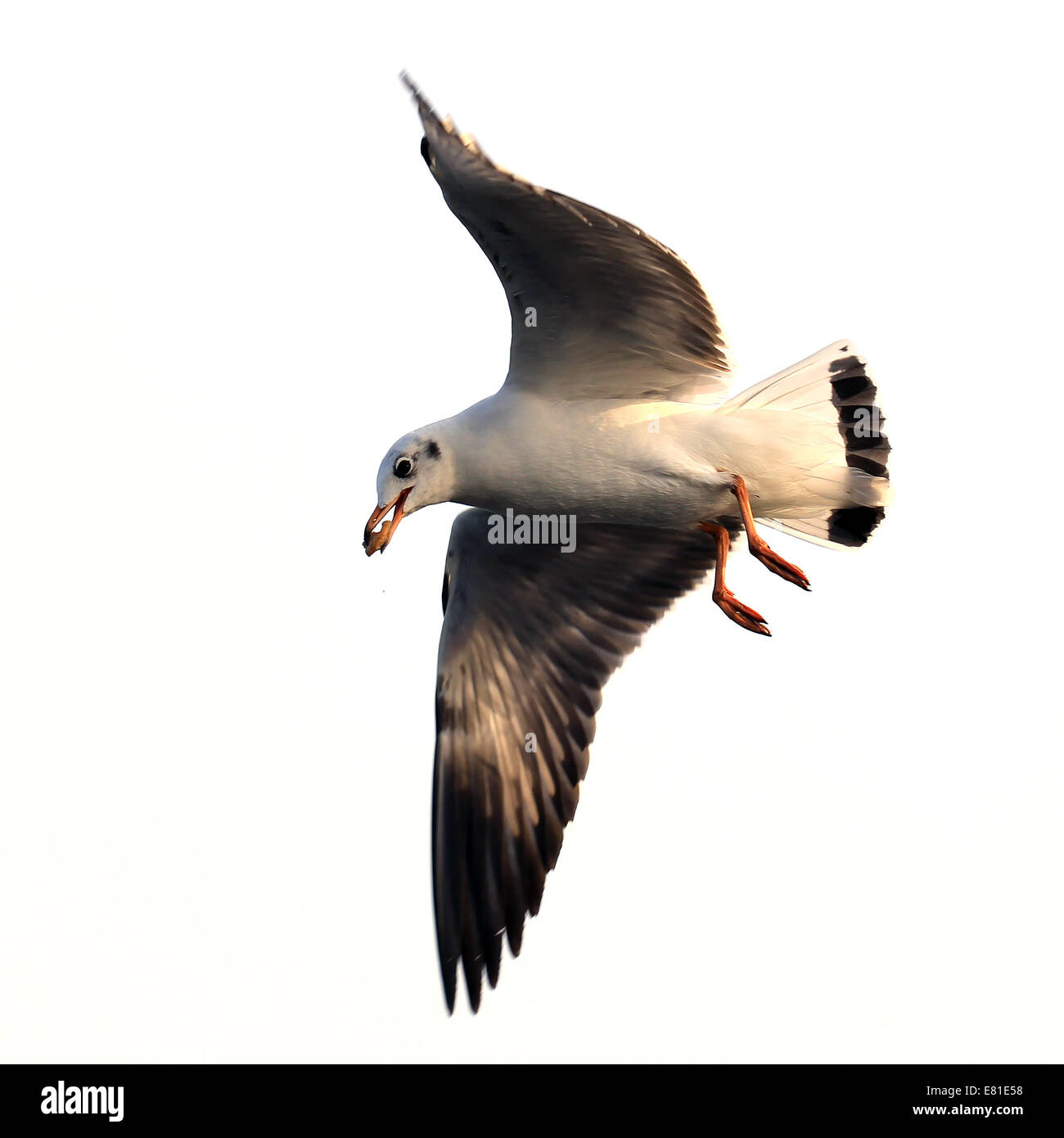 Gaviota volar aislado sobre fondo blanco. Foto de stock