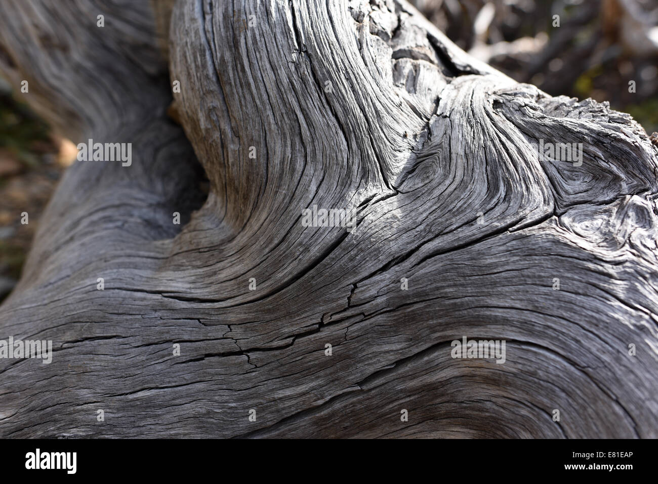 Parte de un retorcido árbol cerca de Dawson Pass en el Parque Nacional de Los Glaciares. Foto de stock