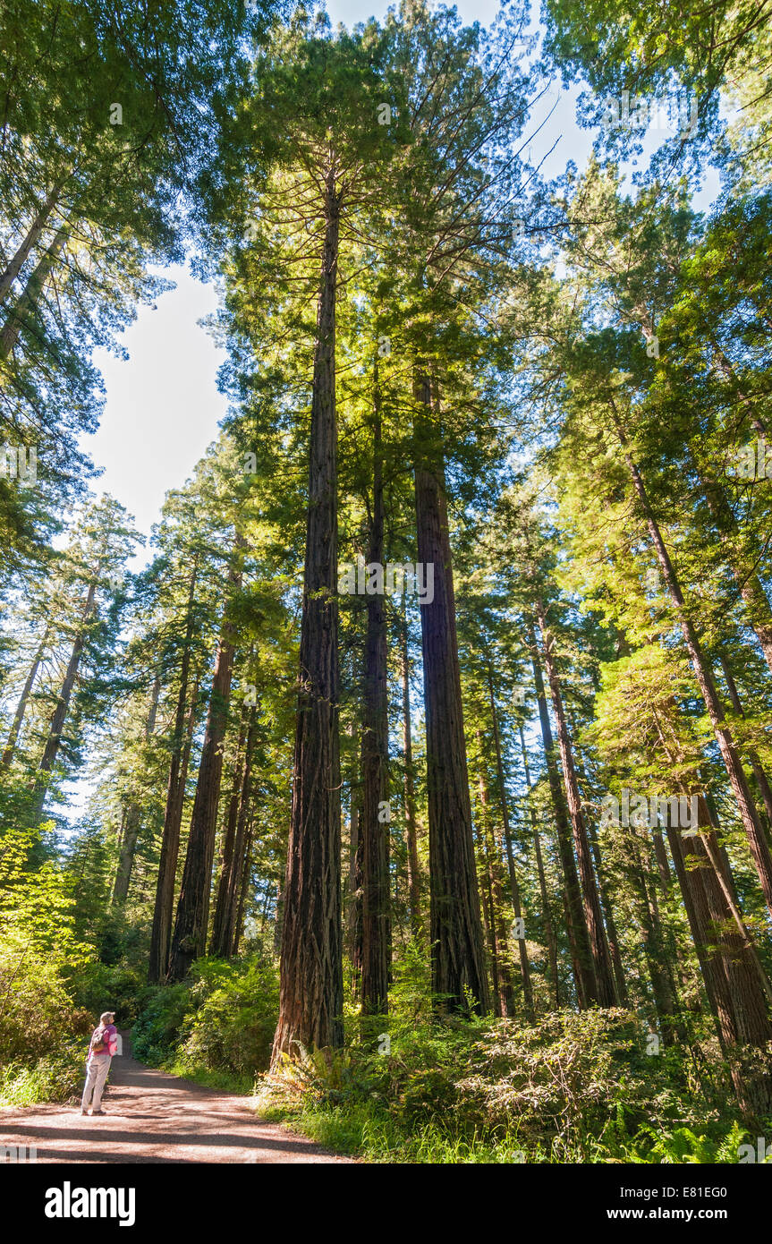 California, Parque Nacional Redwood, Lady Bird Johnson Grove Foto de stock