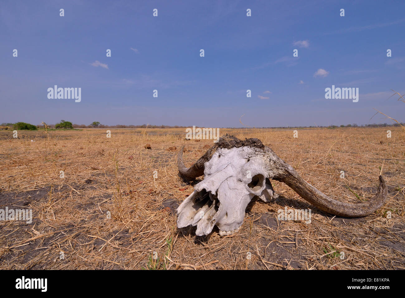 El cráneo de un búfalo del Cabo (Syncerus caffer), sector Nsefu, South Luangwa National Park, Zambia Foto de stock