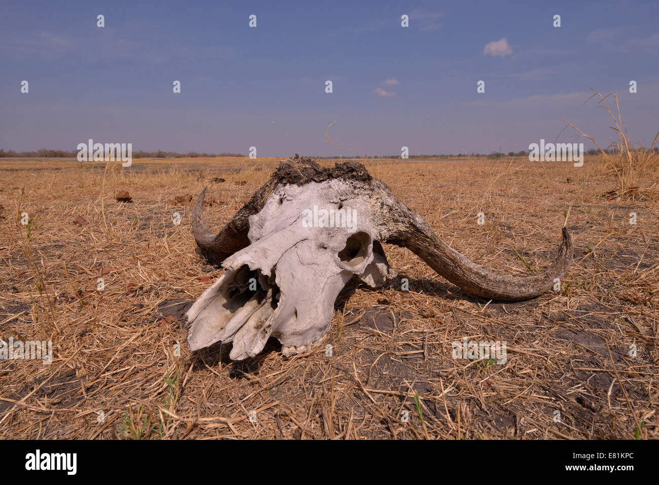 El cráneo de un búfalo del Cabo (Syncerus caffer), sector Nsefu, South Luangwa National Park, Zambia Foto de stock