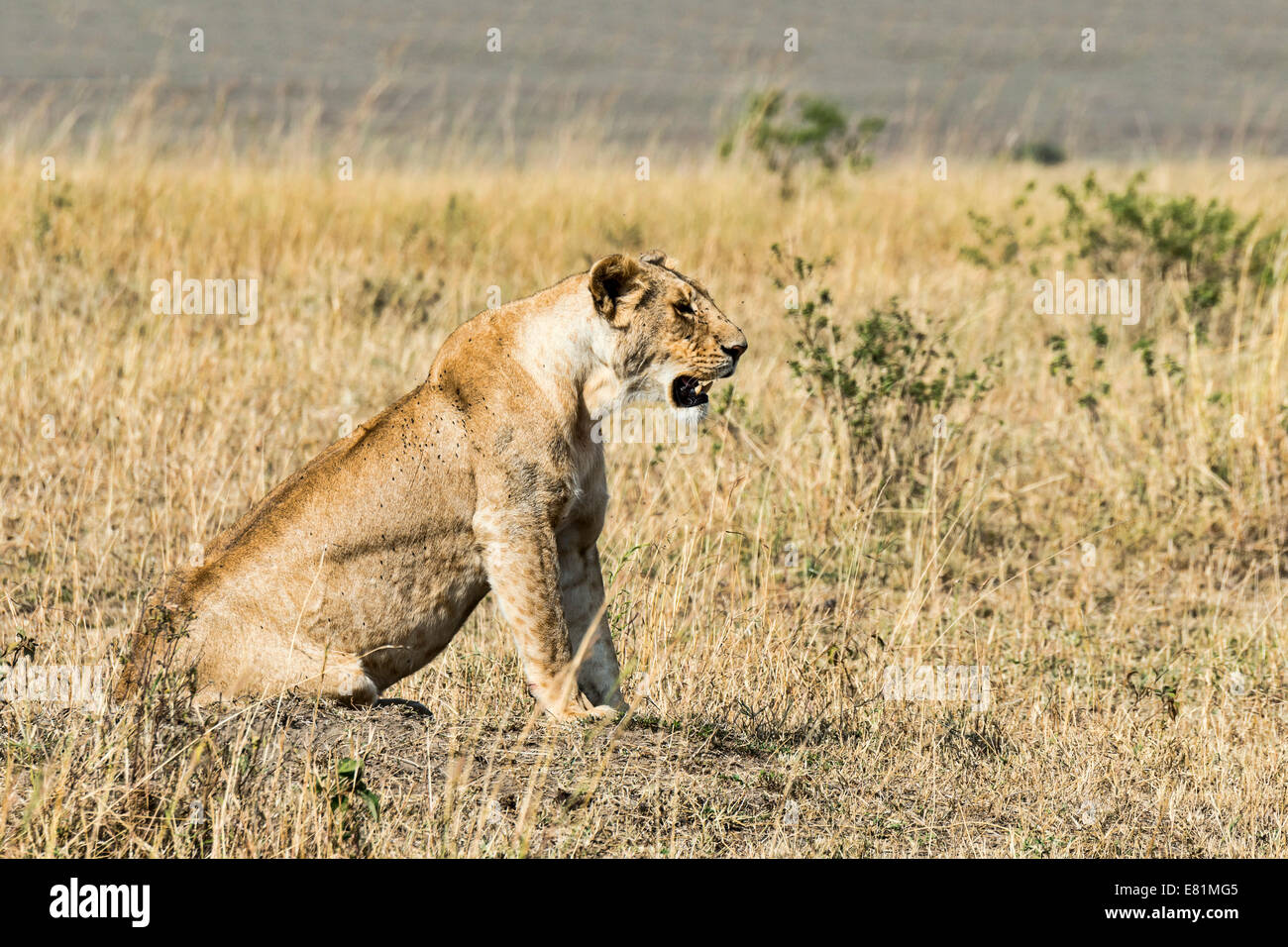 León (Panthera leo), Maasai Mara, Kenya, Foto de stock