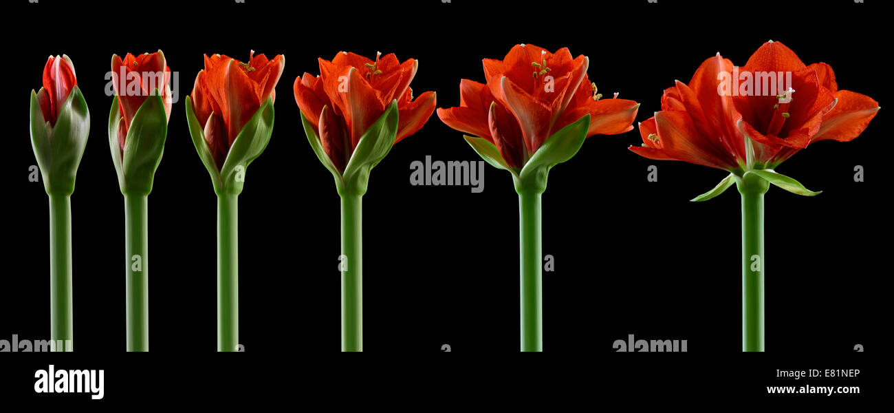 Amaryllis, flores en diferentes etapas de crecimiento, desde la yema hasta la floración de apertura Foto de stock