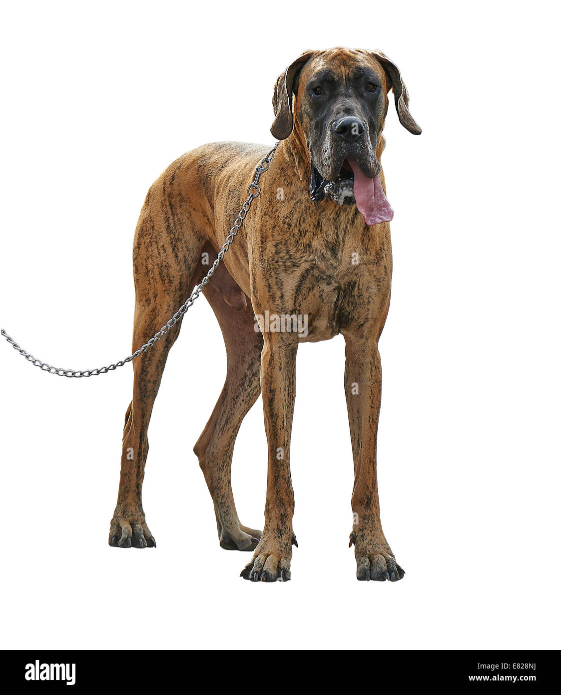 Un gran gran danés perro de pie con correa. Aislado en blanco Fotografía de  stock - Alamy