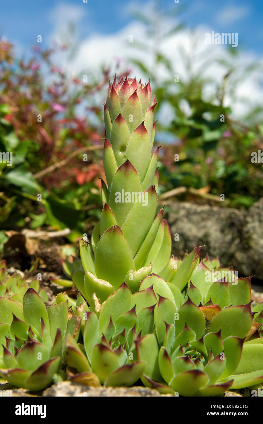 Un suculento seedum carnosos, con una altura de planta centro. Superficie, vista de cerca. Foto de stock