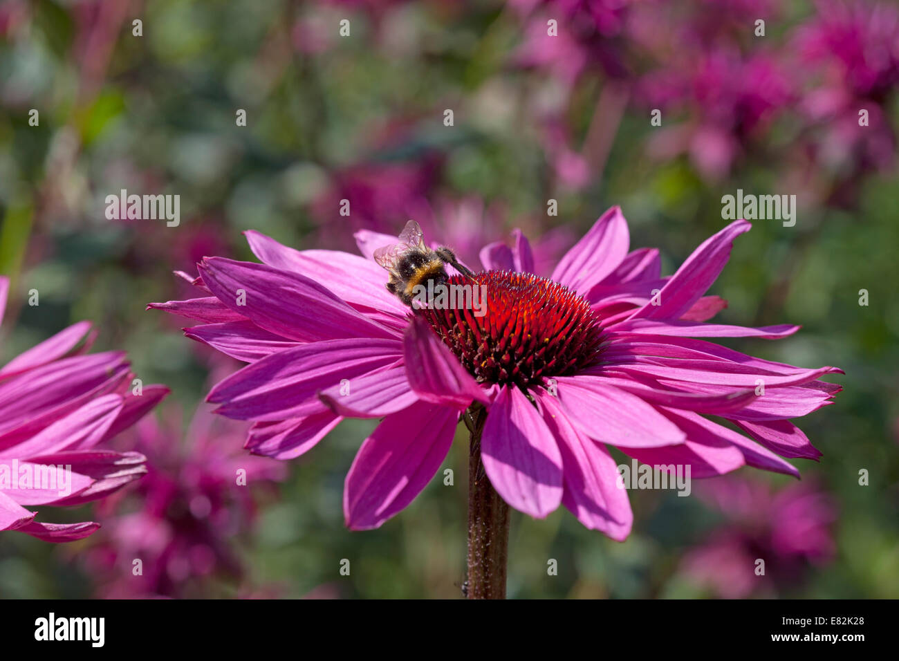 Echinacea Purpurea 'resplandor rosado' & Bee Foto de stock