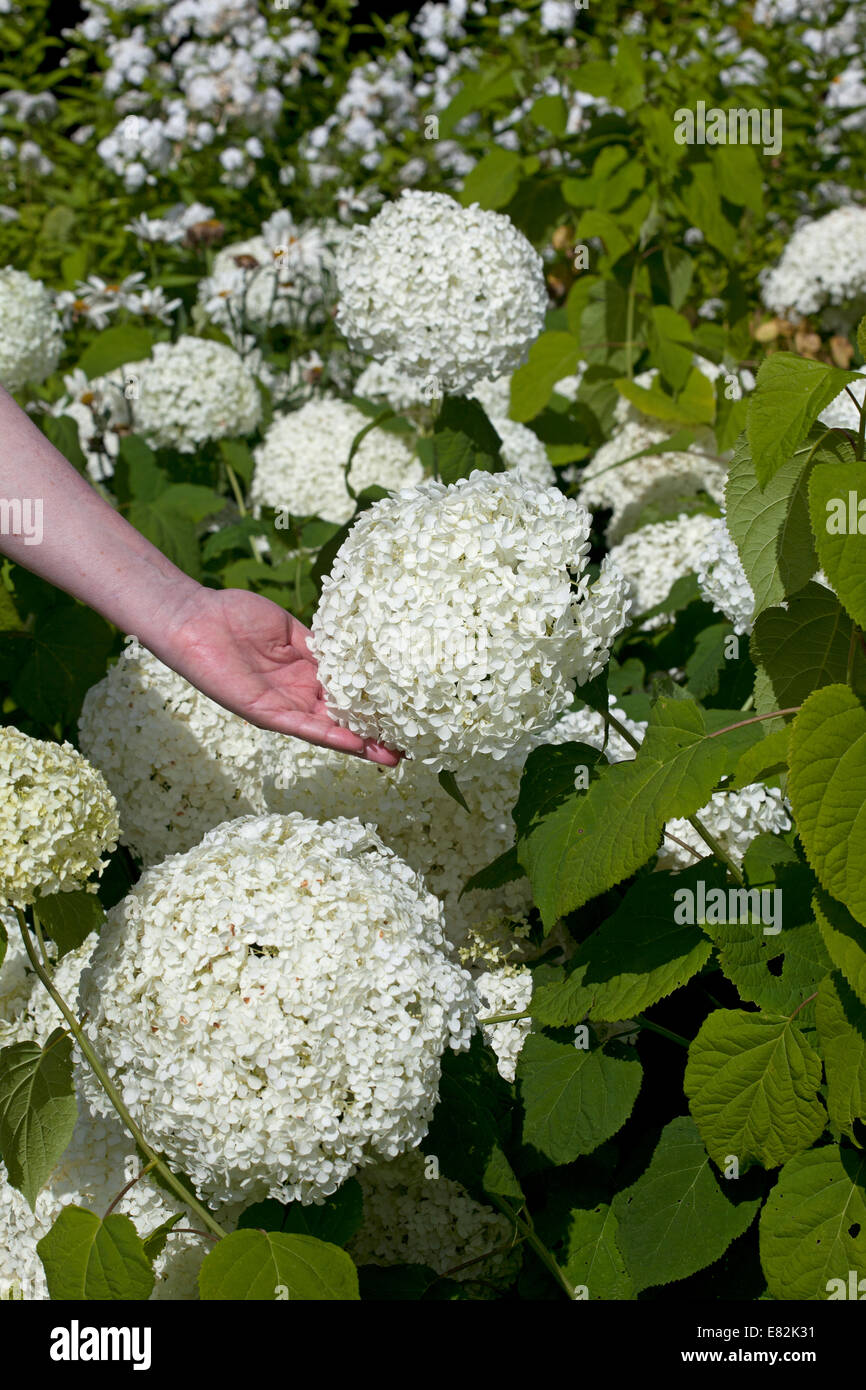 Hydrangea arborescens "Annabelle" enormes cabezas de flores blancas Foto de stock