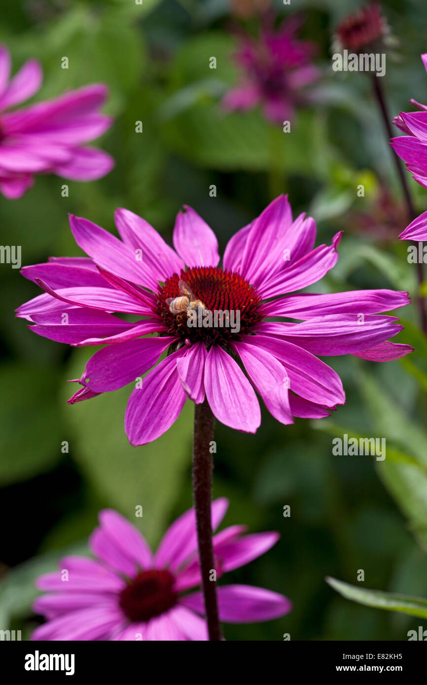 Echinacea Purpurea 'resplandor rosado' y las abejas Foto de stock