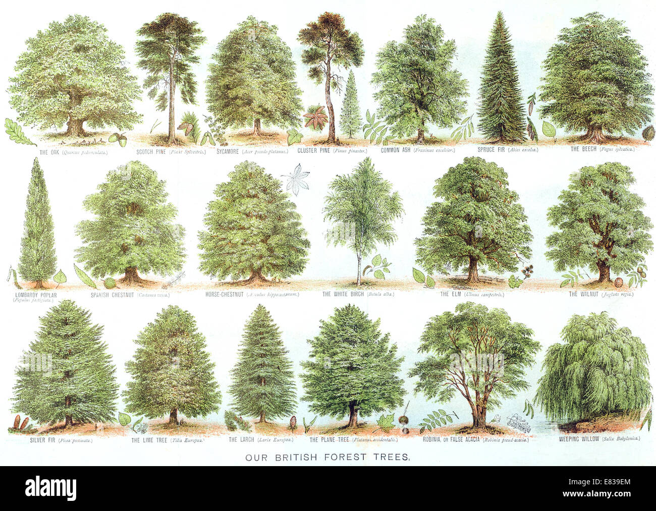Litografía nuestros árboles forestales británicos hacia 1885 Foto de stock