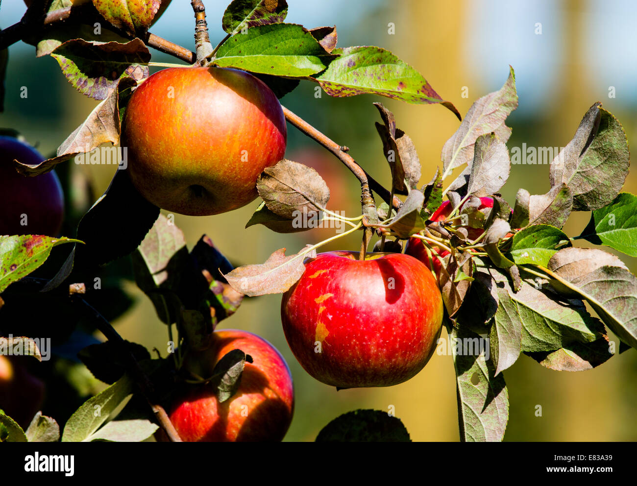Manzanas crujientes de miel en rama de árbol Fotografía de stock - Alamy
