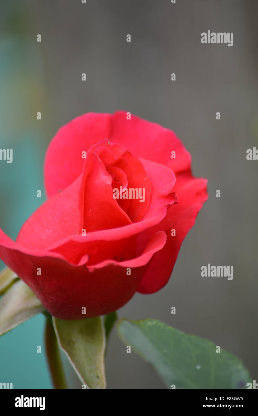 Rosa roja Foto de stock